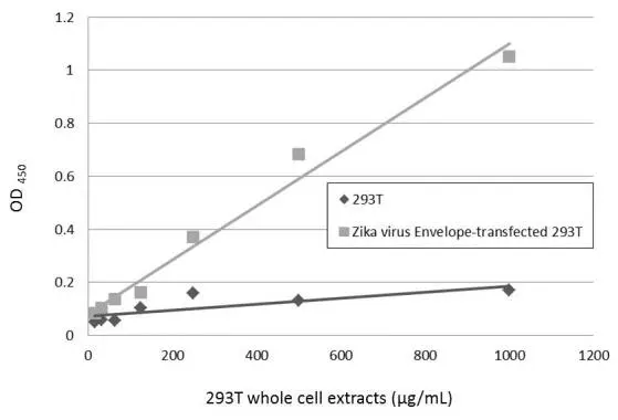 Sandwich ELISA detection of non-transfected and transfected 293T whole cell extracts using GTX133326 as capture antibody at concentration of 5 μg/mL and GTX634155 as detection antibody at concentration of 1 μg/mL. Mouse IgG antibody (HRP) (GTX213111-01) was diluted at 1:10000 and used to detect the primary antibody.