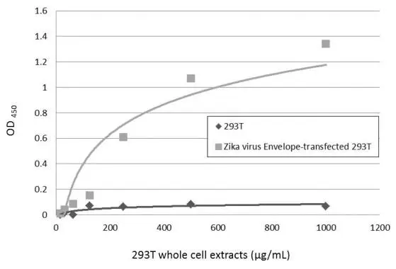 Sandwich ELISA detection of non-transfected and transfected 293T whole cell extracts using GTX634155 as capture antibody at concentration of 5 μg/mL and GTX133325 as detection antibody at concentration of 1 μg/mL. Rabbit IgG antibody (HRP) (GTX213110-01) was diluted at 1:10000 and used to detect the primary antibody.
