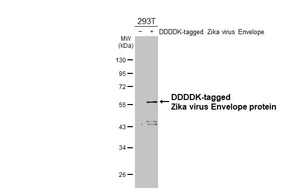 Non-transfected (–) and transfected (+) 293T whole cell extracts (30 μg) were separated by 10% SDS-PAGE, and the membrane was blotted with Zika virus Envelope protein antibody [GT363] (GTX634155) diluted at 1:5000. The HRP-conjugated anti-mouse IgG antibody (GTX213111-01) was used to detect the primary antibody.