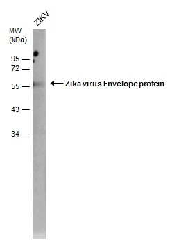 Zika Virus-PRVABC59 infected Vero cells were separated by 4-20% SDS-PAGE,and the membrane was blotted with Zika virus Envelope protein antibody [GT871] (HRP) (GTX634157-01) diluted at 1:2000.
