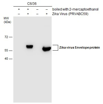 Untreated (–) and treated (+) C6/36 cell extracts (15 μg) were separated by gradient gel, and the membrane was blotted with Zika virus Envelope protein antibody [GT871] (GTX634157) diluted at 1:2000.
