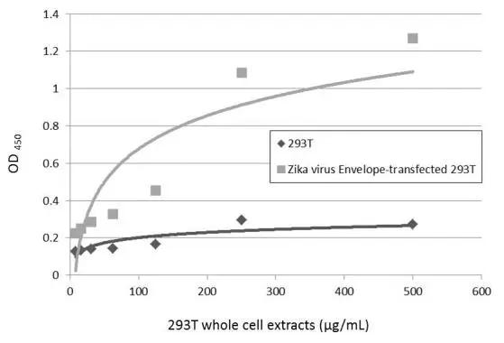 Sandwich ELISA detection of non-transfected and transfected 293T whole cell extracts using GTX634157 as capture antibody at concentration of 5 μg/mL and GTX133326 as detection antibody at concentration of 1 μg/mL. Rabbit IgG antibody (HRP) (GTX213110-01) was diluted at 1:10000 and used to detect the primary antibody. Sandwich ELISA detection of non-transfected and transfected 293T whole cell extracts using GTX634157 as capture antibody at concentration of 5 μg/mL and GTX133326 as detection antibody at concentration of 1 μg/mL. Rabbit IgG antibody (HRP) (GTX213110-01) was diluted at 1:10000 and used to detect the primary antibody.