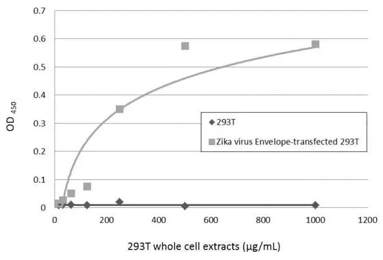 Sandwich ELISA detection of non-transfected and transfected 293T whole cell extracts using GTX634157 as capture antibody at concentration of 5 μg/mL and GTX133325 as detection antibody at concentration of 1 μg/mL. Rabbit IgG antibody (HRP) (GTX213110-01) was diluted at 1:10000 and used to detect the primary antibody.