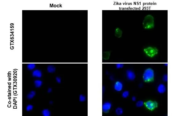 Anti-Zika virus NS1 protein antibody [GT281] (GTX634159) | GeneTex