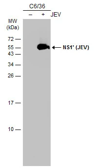 Non-infected (–) and infected (+) C6/36 whole cell extracts (15 μg) were separated by 10% SDS-PAGE, and the membrane was blotted with NS1' (JEV) antibody [GT483] (GTX634167) diluted at 1:5000. The HRP-conjugated anti-mouse IgG antibody (GTX213111-01) was used to detect the primary antibody.