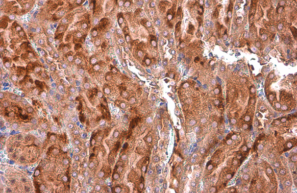 EEA1 antibody [GT10811]