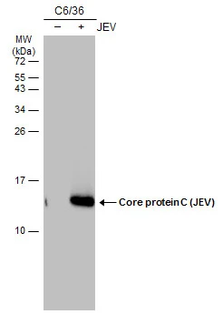 Non-infected (–) and infected (+) C6/36 whole cell extracts (15 μg) were separated by 15% SDS-PAGE, and the membrane was blotted with Core protein C (JEV) antibody [GT12112] (GTX634170) diluted at 1:10000. The HRP-conjugated anti-mouse IgG antibody (GTX213111-01) was used to detect the primary antibody.