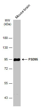 Mouse tissue extract (50 μg) was separated by 7.5% SDS-PAGE, and the membrane was blotted with PSD95 antibody [GT1234] (GTX634291) diluted at 1:5000. The HRP-conjugated anti-mouse IgG antibody (GTX213111-01) was used to detect the primary antibody.
