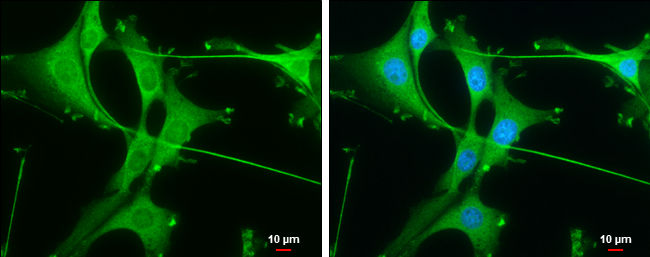 Rheb antibody [GT39810] detects Rheb protein at cytoplasm by immunofluorescent analysis. Sample: U87-MG cells were fixed in 4% paraformaldehyde at RT for 15 min. Green: Rheb stained by Rheb antibody [GT39810] (GTX634335) diluted at 1:100. Blue: Hoechst 33342 staining. Scale bar= 10μm.