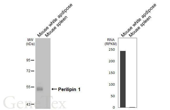 Anti-Perilipin 1 antibody [GT2781] (GTX634406) | GeneTex
