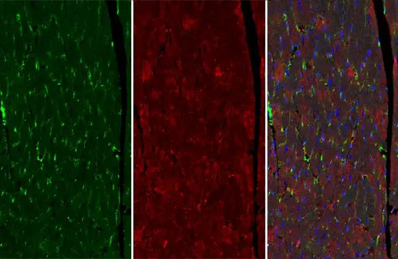 VASP antibody [GT238]