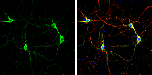nNOS antibody [GT5978]