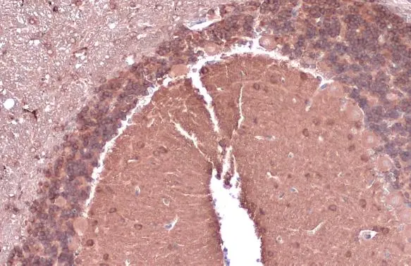 nNOS antibody [GT5978]