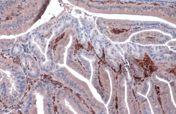 HSP27 antibody [GT6310] detects HSP27 protein at cytoplasm by immunohistochemical analysis. Sample: Paraffin-embedded mouse duodenum. HSP27 stained by HSP27 antibody [GT6310] (GTX634459) diluted at 1:200. Antigen Retrieval: Citrate buffer, pH 6.0, 15 min