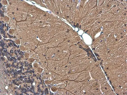 MAP2 antibody [GT378] detects MAP2 protein at cytoplasm by immunohistochemical analysis. Sample: Paraffin-embedded mouse cerebellum. MAP2 stained by MAP2 antibody [GT378] (GTX634471) diluted at 1:200.
 Antigen Retrieval: Citrate buffer, pH 6.0, 15 min