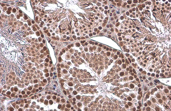 EED antibody [GT885] detects EED protein at cytoplasm and nucleus by immunohistochemical analysis. Sample: Paraffin-embedded mouse testis. EED stained by EED antibody [GT885] (GTX634650) diluted at 1:200. Antigen Retrieval: Citrate buffer, pH 6.0, 15 min