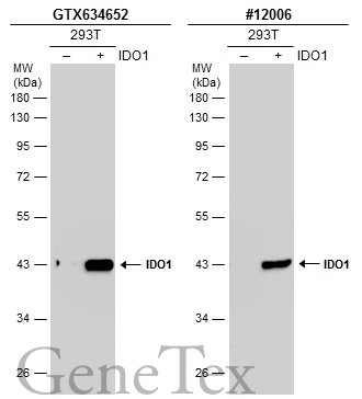 Non-transfected (–) and transfected (+) 293T whole cell extracts (30 μg) were separated by 10% SDS-PAGE, and the membranes were blotted with IDO1 antibody [GT273] (GTX634652) diluted at 1:5000 and competitor's antibody (CST#12006) diluted at 1:1000. The HRP-conjugated anti-mouse IgG antibody (GTX213111-01) was used to detect the primary antibody. *The competitor is not affiliated with GeneTex and does not endorse this product.