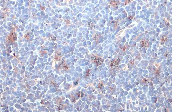 IDO1 antibody [GT273]