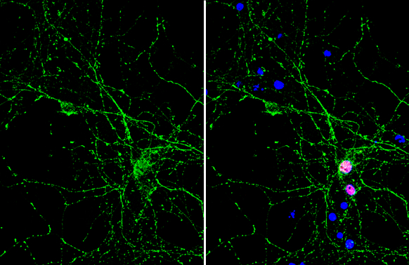 PGP9.5 antibody [GT448] detects PGP9.5 protein by immunofluorescent analysis. Sample: DIV9 rat E18 primary hippocampal neuron cells were fixed in 4% paraformaldehyde at RT for 15 min. Green: PGP9.5 stained by PGP9.5 antibody [GT448] (GTX634797) diluted at 1:500. Red: NeuN, stained by NeuN antibody (GTX132974) diluted at 1:1000. Blue: Fluoroshield with DAPI (GTX30920).