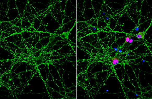 VAMP2 antibody [GT6311] detects VAMP2 protein by immunofluorescent analysis. Sample: DIV9 rat E18 primary hippocampal neuron cells were fixed in 4% paraformaldehyde at RT for 15 min. Green: VAMP2 stained by VAMP2 antibody [GT6311] (GTX634812) diluted at 1:500. Red: NeuN, stained by NeuN antibody (GTX132974) diluted at 1:1000. Blue: Fluoroshield with DAPI (GTX30920).