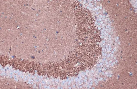 VAMP2 antibody [GT766] detects VAMP2 protein at cell membrane and cytoplasm by immunohistochemical analysis. Sample: Paraffin-embedded mouse brain. VAMP2 stained by VAMP2 antibody [GT766] (GTX634829) diluted at 1:500. Antigen Retrieval: Citrate buffer, pH 6.0, 15 min