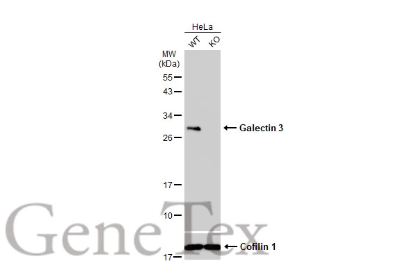 Wild-type (WT) and Galectin 3 knockout (KO) HeLa cell extracts (30 μg) were separated by 12% SDS-PAGE, and the membrane was blotted with Galectin 3 antibody [GT12712] (GTX635155) diluted at 1:500. The HRP-conjugated anti-mouse IgG antibody (GTX213111-01) was used to detect the primary antibody.