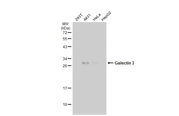 Various whole cell extracts (30 μg) were separated by 12% SDS-PAGE, and the membrane was blotted with Galectin 3 antibody [GT1188] (GTX635156) diluted at 1:500. The HRP-conjugated anti-mouse IgG antibody (GTX213111-01) was used to detect the primary antibody.