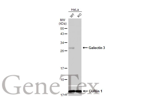 Wild-type (WT) and Galectin 3 knockout (KO) HeLa cell extracts (30 μg) were separated by 12% SDS-PAGE, and the membrane was blotted with Galectin 3 antibody [GT1188] (GTX635156) diluted at 1:500. The HRP-conjugated anti-mouse IgG antibody (GTX213111-01) was used to detect the primary antibody.
