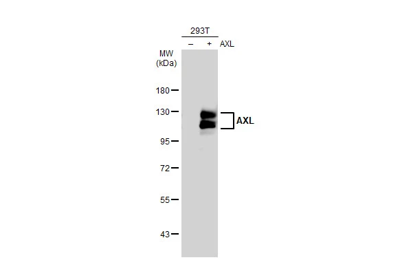 AXL antibody [GT1174]