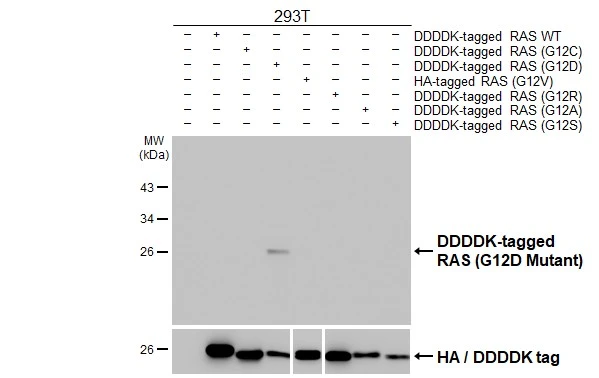 Anti-RAS (G12D Mutant) antibody [HL10] (GTX635362) | GeneTex
