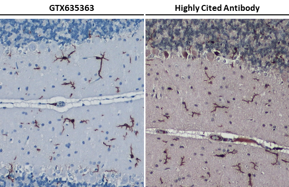 GTX635363 IHC-P Image