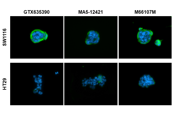 CA19-9 antibody [GT252]