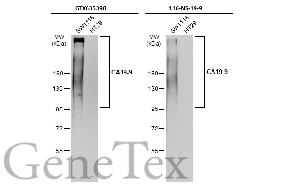 CA19-9 antibody [GT252]