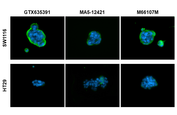 CA19-9 antibody [GT8510]