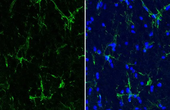 Anti-Iba1 antibody [HL22-MS] (GTX635399) | GeneTex