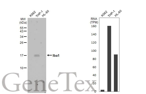 Iba1 antibody [HL22-MS]