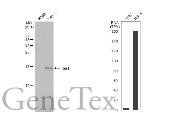 Anti-Iba1 antibody [HL22-MS] (GTX635399) | GeneTex