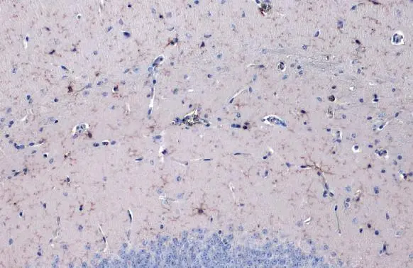 Iba1 antibody [HL22-RT] detects Iba1 protein at cell membrane and cytoplasm by immunohistochemical analysis. Sample: Paraffin-embedded mouse brain. Iba1 stained by Iba1 antibody [HL22-RT] (GTX635400) diluted at 1:500. Antigen Retrieval: Citrate buffer, pH 6.0, 15 min