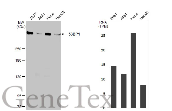 Various whole cell extracts (30 μg) were separated by 5% SDS-PAGE, and the membrane was blotted with 53BP1 antibody [HL275] (GTX635479) diluted at 1:1000. The HRP-conjugated anti-rabbit IgG antibody (GTX213110-01) was used to detect the primary antibody. Corresponding RNA expression data for the same cell lines are based on Human Protein Atlas program.
