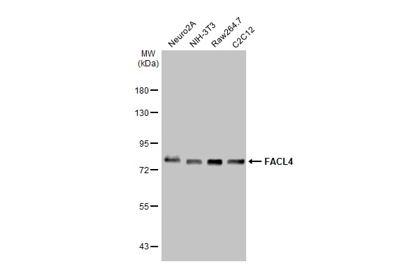 Various whole cell extracts (30 μg) were separated by 7.5% SDS-PAGE, and the membrane was blotted with FACL4 antibody [HL229] (GTX635616) diluted at 1:1000. The HRP-conjugated anti-rabbit IgG antibody (GTX213110-01) was used to detect the primary antibody.