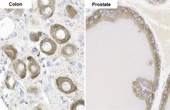 FACL4 antibody [HL44] detects FACL4 protein by immunohistochemical analysis. Sample: Paraffin-embedded rat tissues. FACL4 stained by FACL4 antibody [HL44] (GTX635616) diluted at 1:100. Antigen Retrieval: Citrate buffer, pH 6.0, 15 min