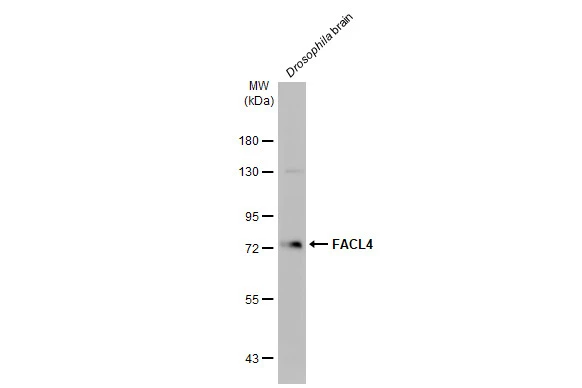 Drosophila tissue extract (50 μg) was separated by 7.5% SDS-PAGE, and the membrane was blotted with FACL4 antibody [HL44] (GTX635616) diluted at 1:1000. The HRP-conjugated anti-rabbit IgG antibody (GTX213110-01) was used to detect the primary antibody, and the signal was developed with Trident femto Western HRP Substrate.