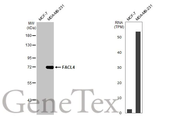 Various whole cell extracts (30 μg) were separated by 7.5% SDS-PAGE, and the membrane was blotted with FACL4 antibody [HL229] (GTX635616) diluted at 1:1000. The HRP-conjugated anti-rabbit IgG antibody (GTX213110-01) was used to detect the primary antibody. Corresponding RNA expression data for the same cell lines are based on Human Protein Atlas program.