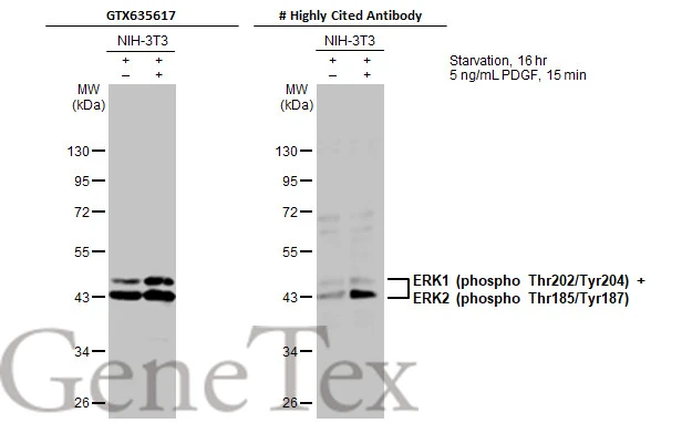 Anti-ERK1 (phospho Thr202/Tyr204) + ERK2 (phospho Thr185