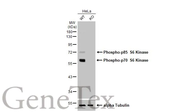 Anti-p70 S6K (phospho Thr421/Ser424) antibody [HL129