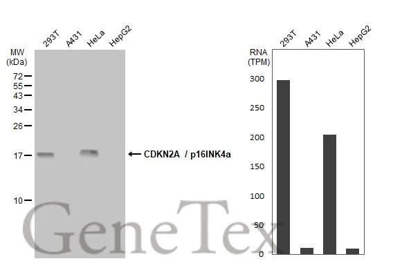Various whole cell extracts (30 μg) were separated by 15% SDS-PAGE, and the membrane was blotted with CDKN2A / p16INK4a antibody [GT1249] (GTX635638) diluted at 1:1000. The HRP-conjugated anti-mouse IgG antibody (GTX213111-01) was used to detect the primary antibody. Corresponding RNA expression data for the same cell lines are based on Human Protein Atlas program.