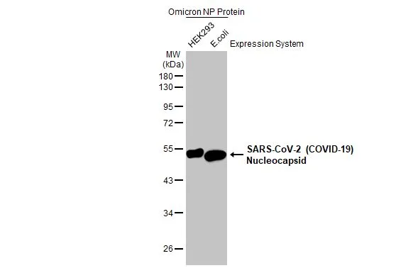 SARS-CoV-2 (COVID-19) nucleocapsid protein, B.1.1.529 / Omicron variant, His tag (0.5 μg), expressed by HEK293 cells (GTX136779-pro) or E. coli (GTX03400-pro), were separated by 10% SDS-PAGE, and the membrane was blotted with SARS-CoV-2 (COVID-19) nucleocapsid antibody [HL453] (GTX635687) diluted at 1:20000. The HRP-conjugated anti-rabbit IgG antibody (GTX213110-01) was used to detect the primary antibody.