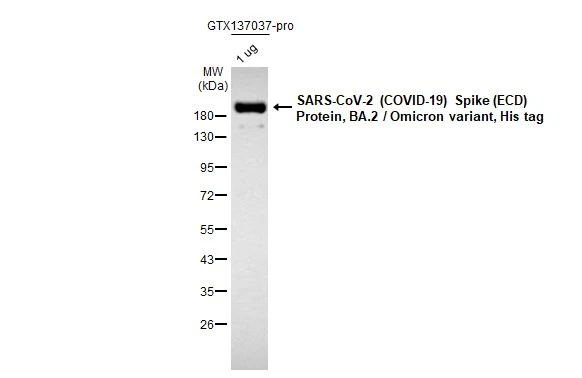 erk様　S Anti-SARS-CoV-2 (COVID-19) Spike RBD antibody [HL257
