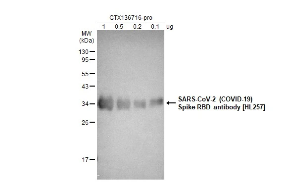 SARS-CoV-2 (COVID-19) Spike RBD Protein, B.1.1.529 / Omicron variant, His tag protein (GTX136716-pro) were separated by 12% SDS-PAGE, and the membrane was blotted with the SARS-CoV-2 (COVID-19) Spike RBD antibody [HL257] (GTX635692) diluted at 1:5000.