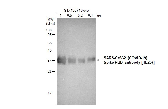 Anti-SARS-CoV-2 (COVID-19) Spike RBD antibody [HL257
